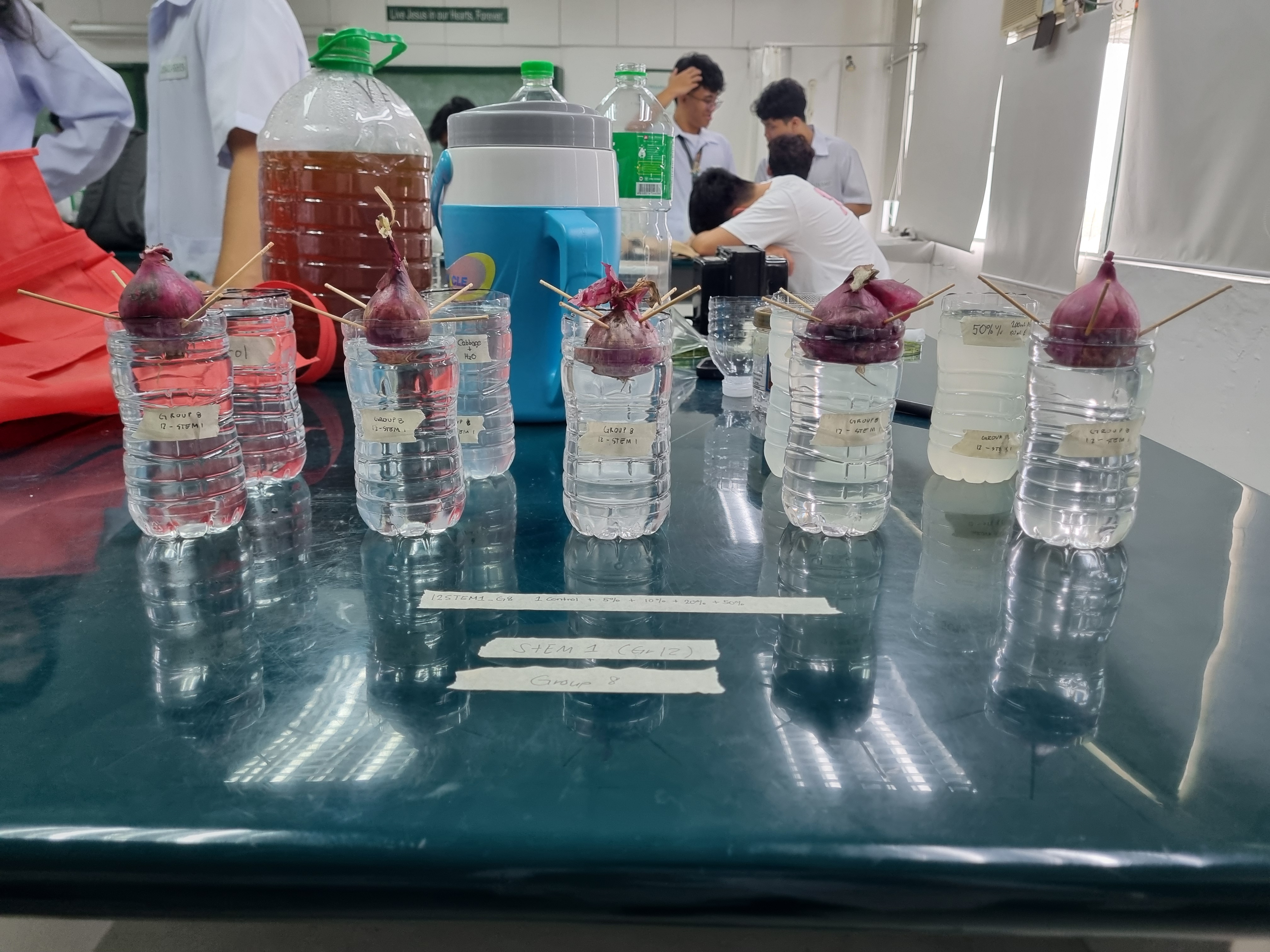 Evaluation of Cytotoxicity and Flavonoid Presence of Cabbage Extract (Brassica oleracea)